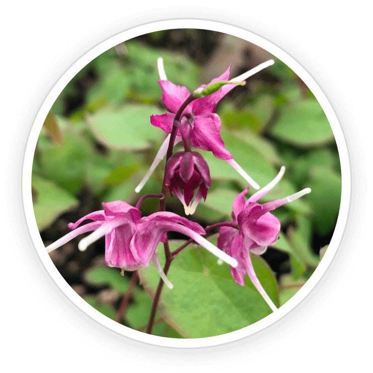 epimedium